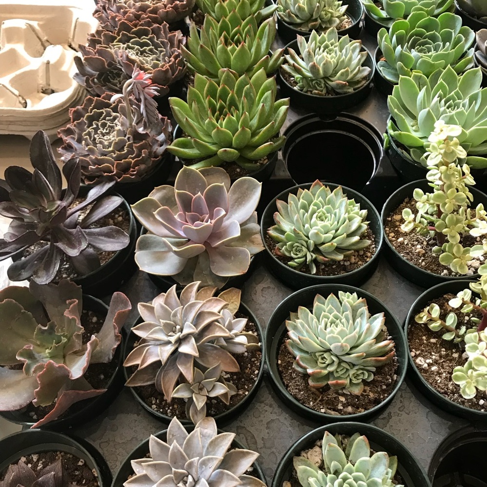 Meet your Posher, Mdolores